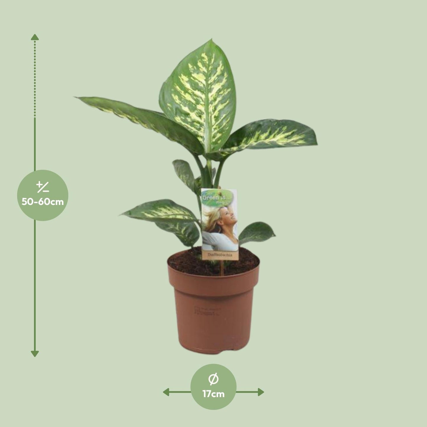 Dieffenbachia Tropic Snow – Pflegeleichte Zimmerpflanze Ø17cm