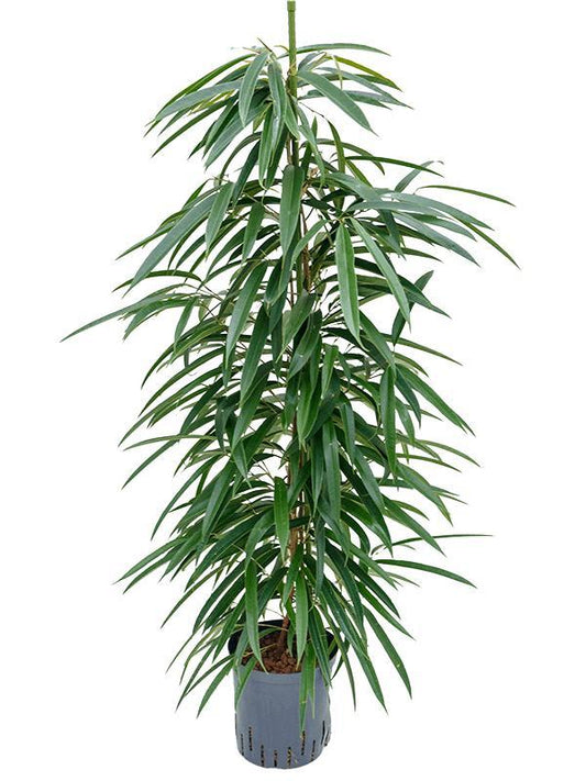 Ficus Binnendijkii 'Alii' (HYDRO) – pflegeleichter Zimmerbaum Ø18cm