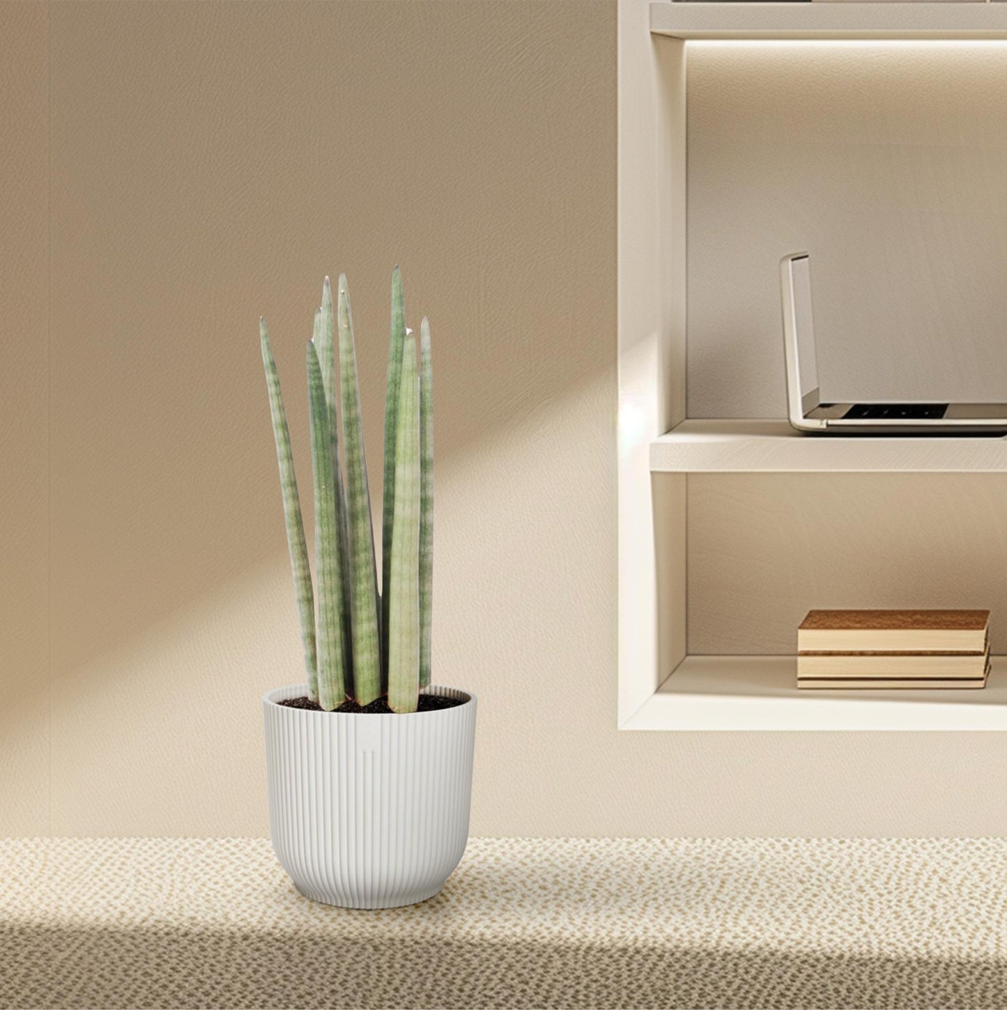 Sansevieria cylindrica 'Spaghetti' – Pflegeleichter Bogenhanf 40 cm
