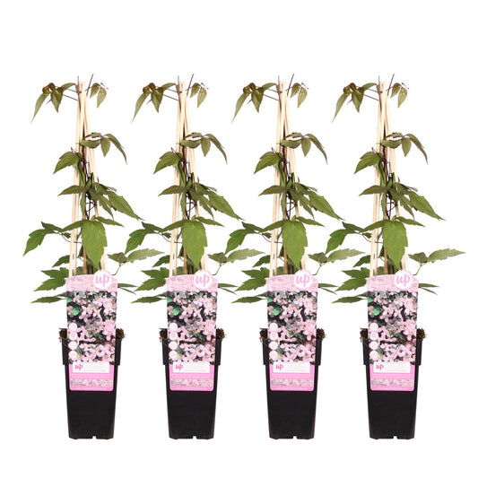 4x Clematis Montana 'Fragrant Spring' – Kletterpflanze Ø15cm