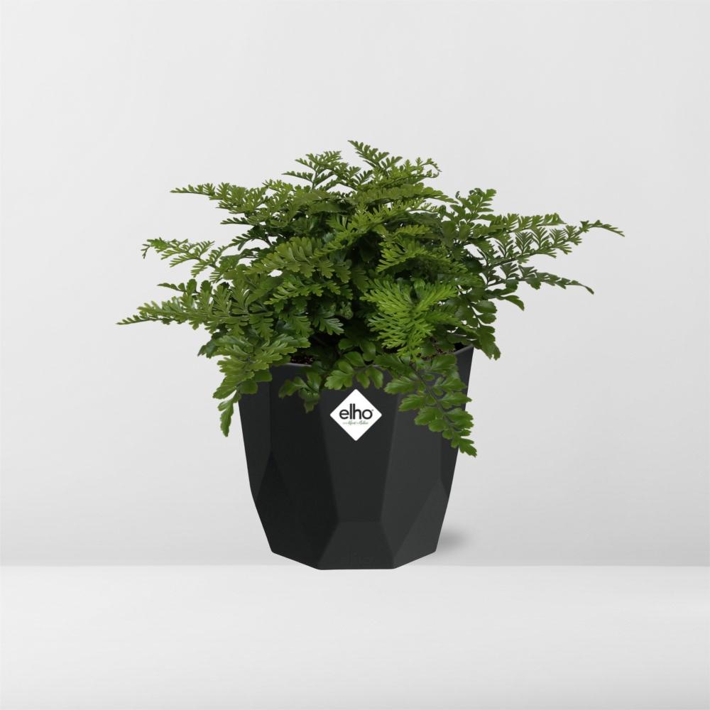 Asplenium Parvati – Eleganter Spleenwort-Farn in 14cm Topf