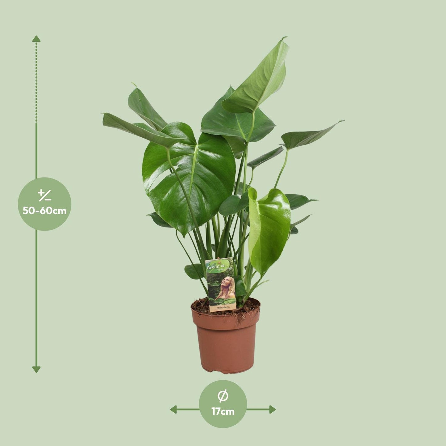 Monstera Deliciosa – Pflegeleichte Fensterblatt-Pflanze Ø17cm