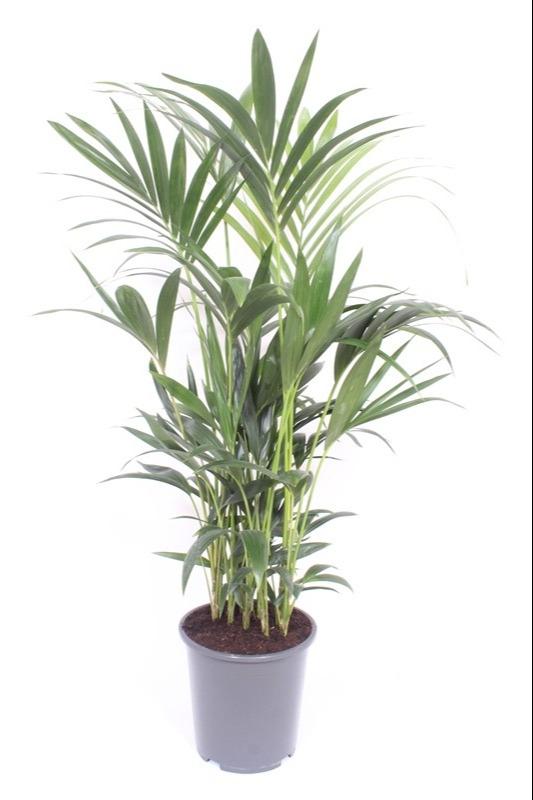 Howea Forsteriana – Elegante Kentia-Palme Ø27 cm