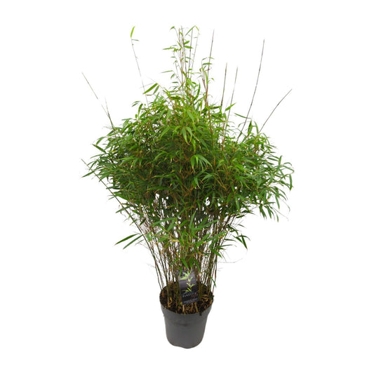 Fargesia 'rufa' – Winterharter Drachenkopfbambus Ø27cm, 90cm hoch