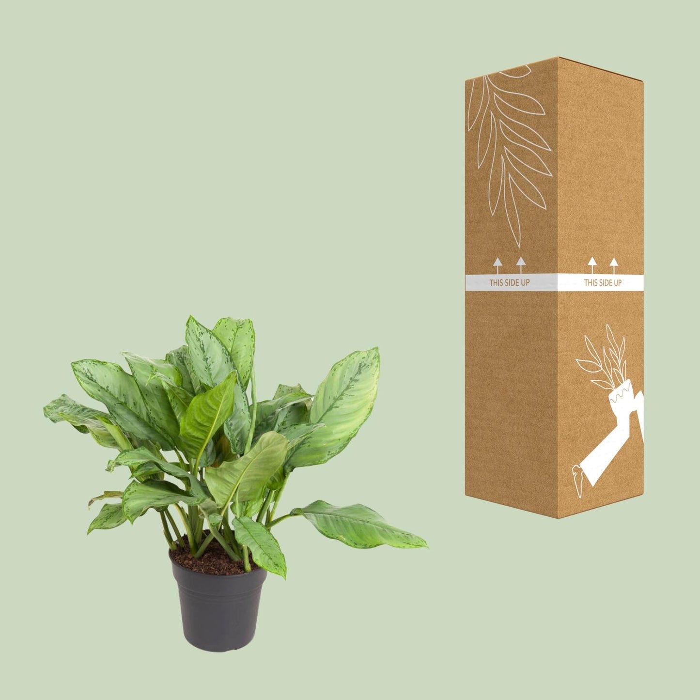 Aglaonema B.J. Freedman – Pflegeleichte Zimmerpflanze Ø24cm