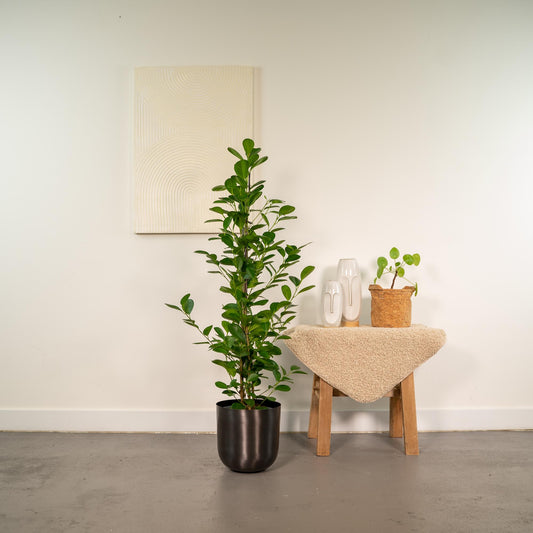 Ficus microcarpa Moclame Ø21cm – Stilvolle XXL-Zimmerpflanze