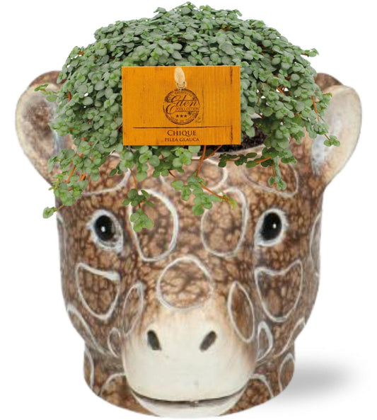 Pilea Glauca - Ø11cm - ↕15cm + Planter Giraf D11/14x11cm - Braun