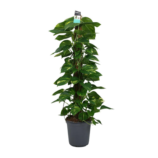 Scindapsus (Epipremnum) – Ø24cm Topf, ca. 120cm Höhe