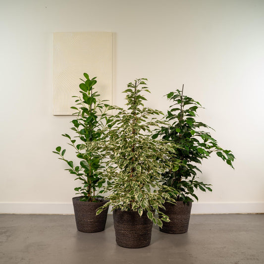Ficus Trio Set mit Korb – Ø21cm, ca. 95cm Höhe