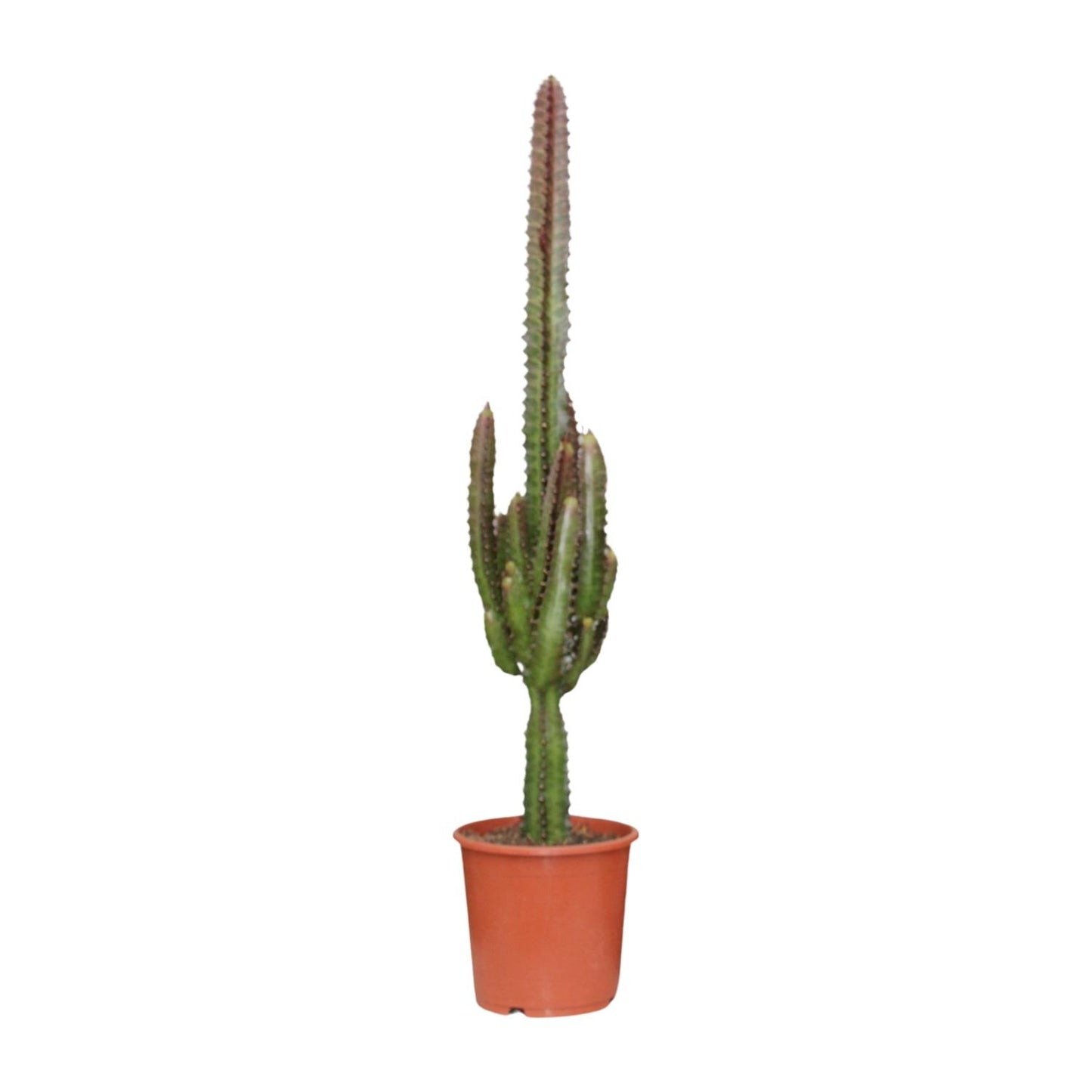 Euphorbia Trigona Rubra – Exotische, pflegeleichte Zimmerpflanze Ø17cm