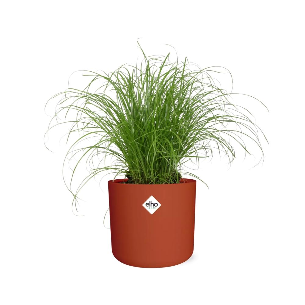 Cyperus Alternifolius – Pflegeleichtes Schirmgras im ELHO b.for soft Topf