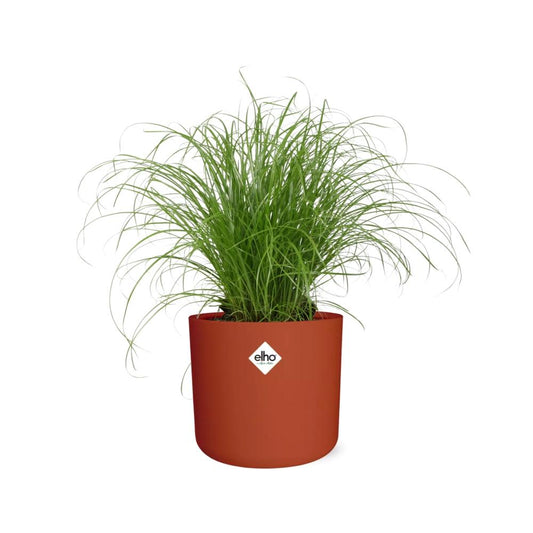 Cyperus Alternifolius – Pflegeleichtes Schirmgras im ELHO b.for soft Topf