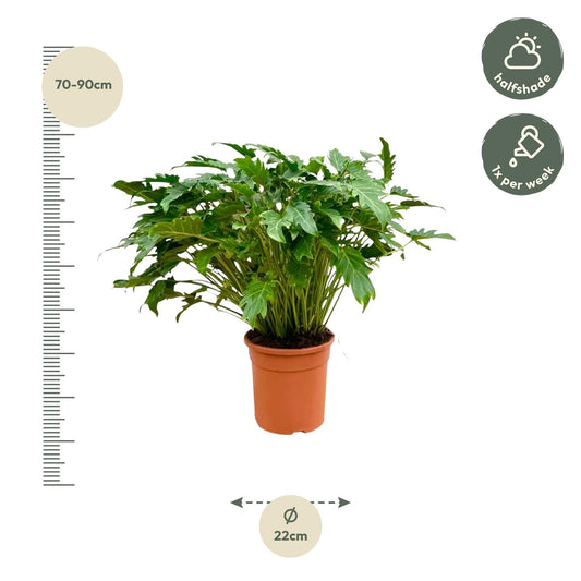 Philodendron Xanadu – Pflegeleichte Zimmerpflanze 80 cm