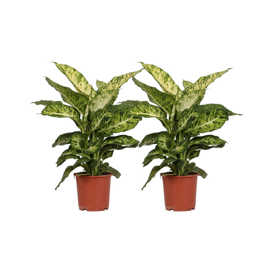 Dieffenbachia Mars – 2er Set Ø17cm, ca. 50cm Höhe