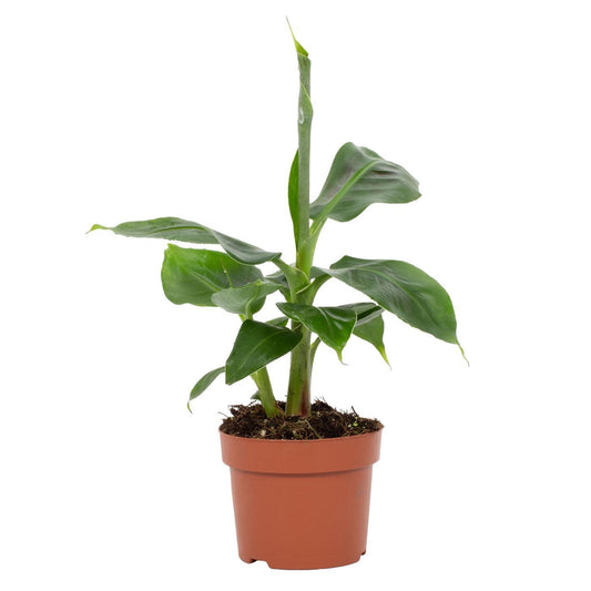 Musa Tropicana Zimmer-Bananenbaum Ø12cm, 27cm hoch