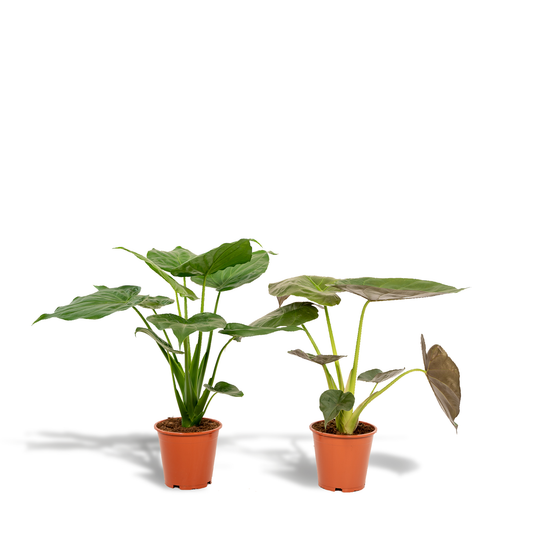 Alocasia Cucullata & Alocasia Wentii Set Ø19cm, ca. 60cm