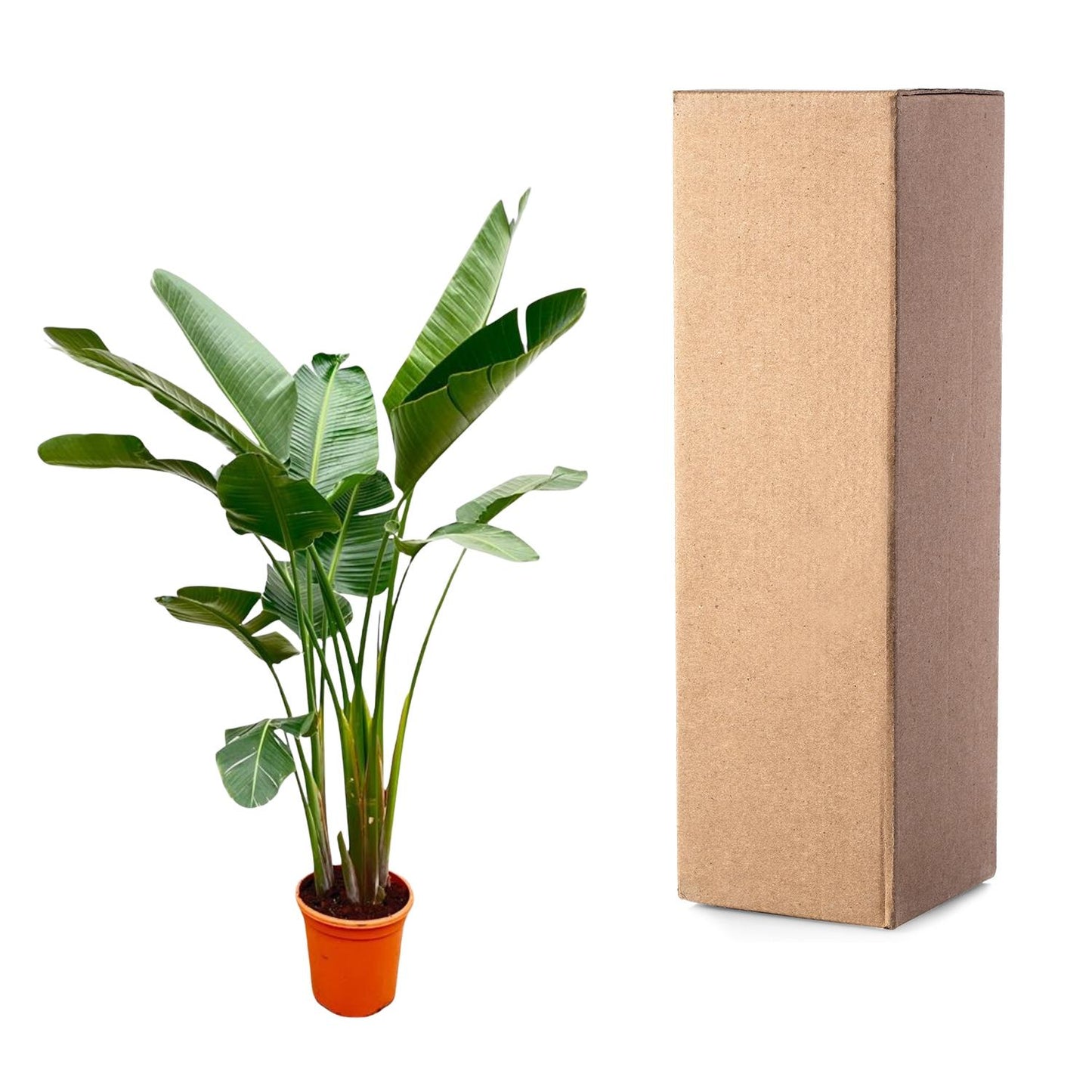 Strelitzia Augusta de luxe XXL – 250 cm, ø38 cm