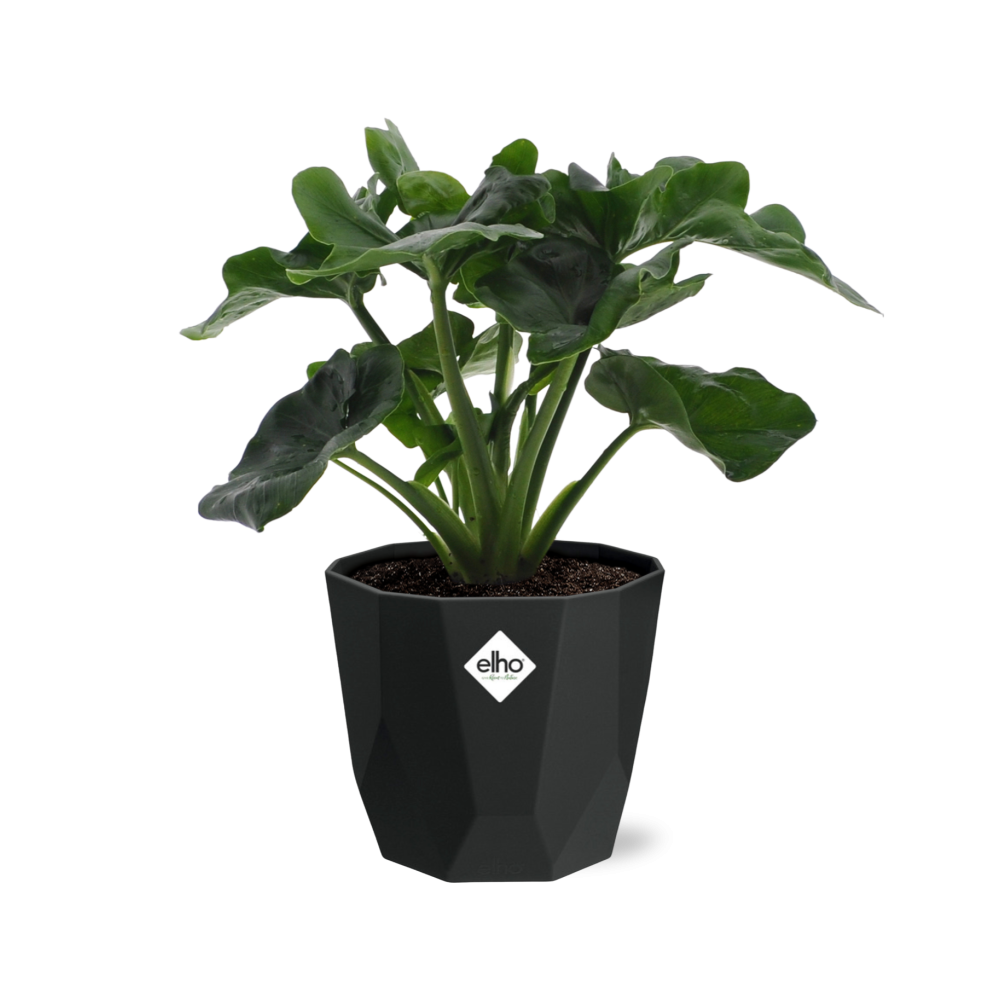 Philodendron Atom – pflegeleichte Zimmerpflanze in 14 cm Topf