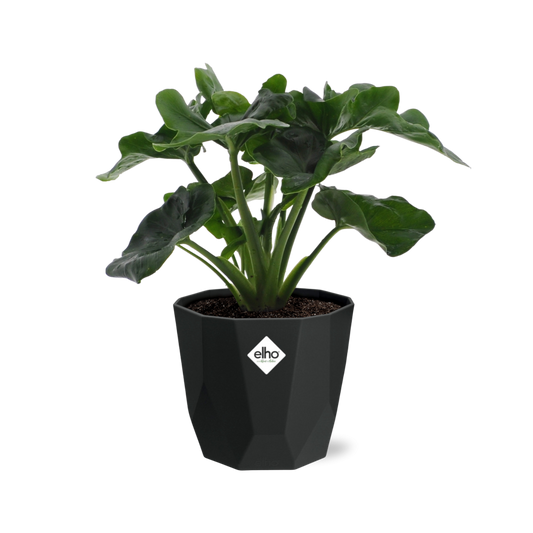 Philodendron Atom – pflegeleichte Zimmerpflanze in 14 cm Topf