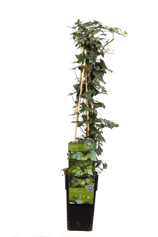 Hedera helix – Pflegeleichte Efeutute Ø15cm, 65cm hoch