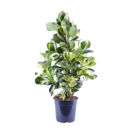 Clusia Rosea White Star – Pflegeleichter Autogrammbaum Ø24cm