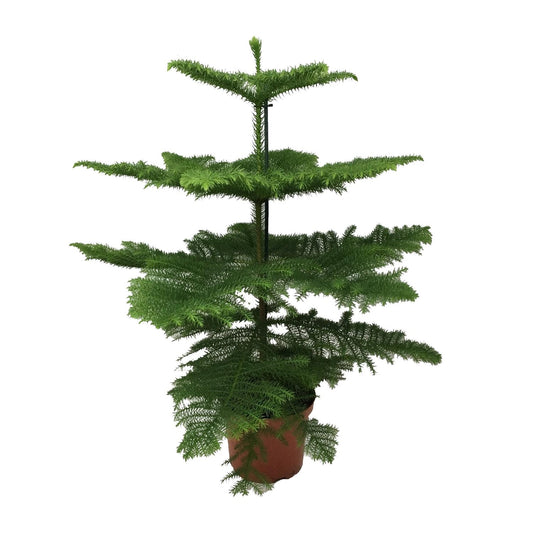 Araucaria Heterophylla – Majestätische Zimmerpflanze Ø21cm