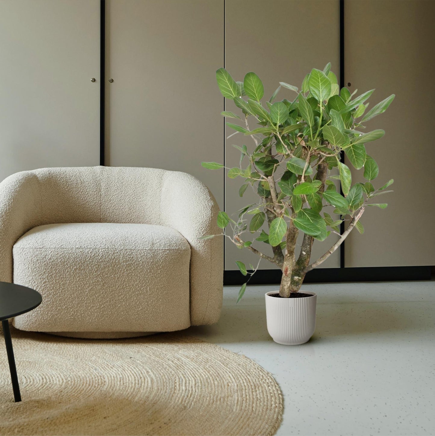 Ficus Benghalensis vertakt – 140 cm, ø 40 cm – pflegeleicht & elegant