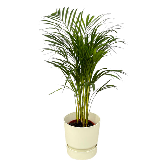 Areca-Palme 85 cm im elho Greenville Round Topf Weiß