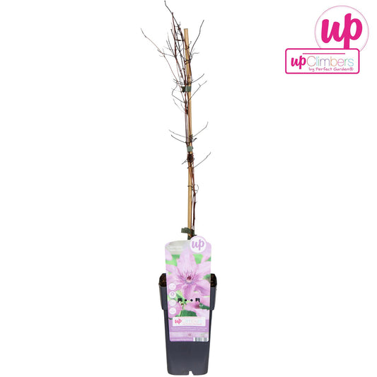 Clematis Hagley Hybrid – Kletterpflanze mit rosa Blüten