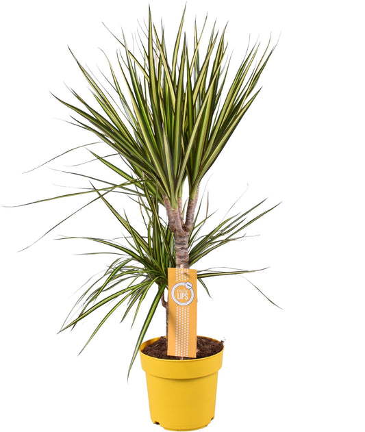 Dracaena Sunray – Pflegeleichte, sonnige Zimmerpflanze Ø17cm