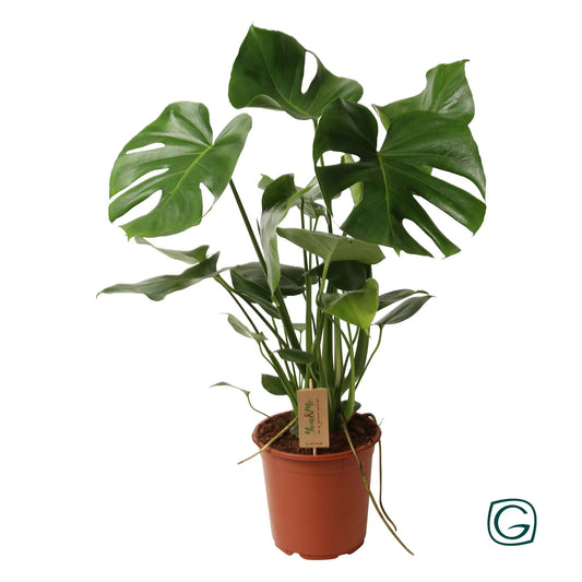 Monstera Deliciosa – Pflegeleichte Schweizer Käse Pflanze Ø21cm