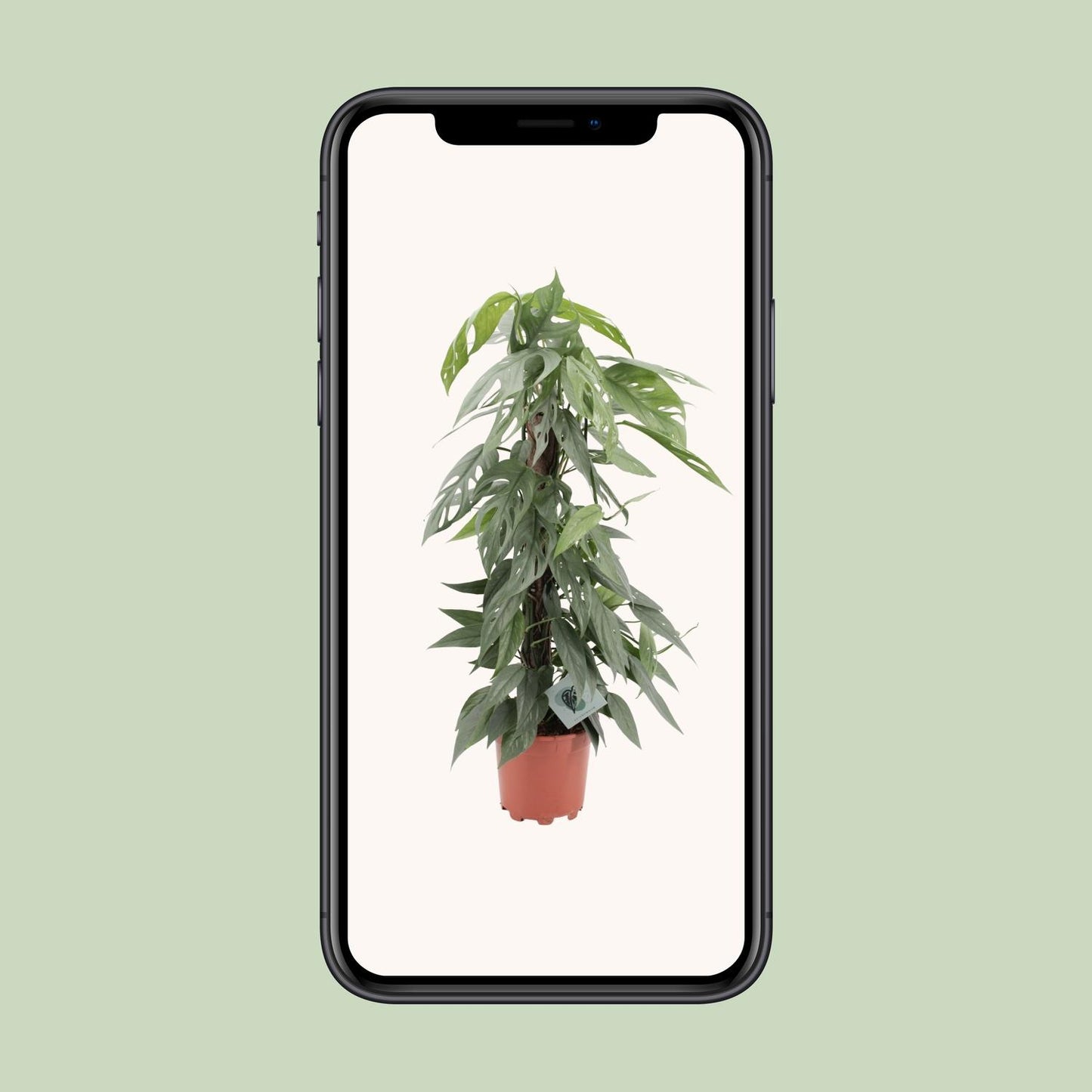 Epipremnum Pinnatum Cebu Blue – pflegeleichte Hängepflanze Ø17cm