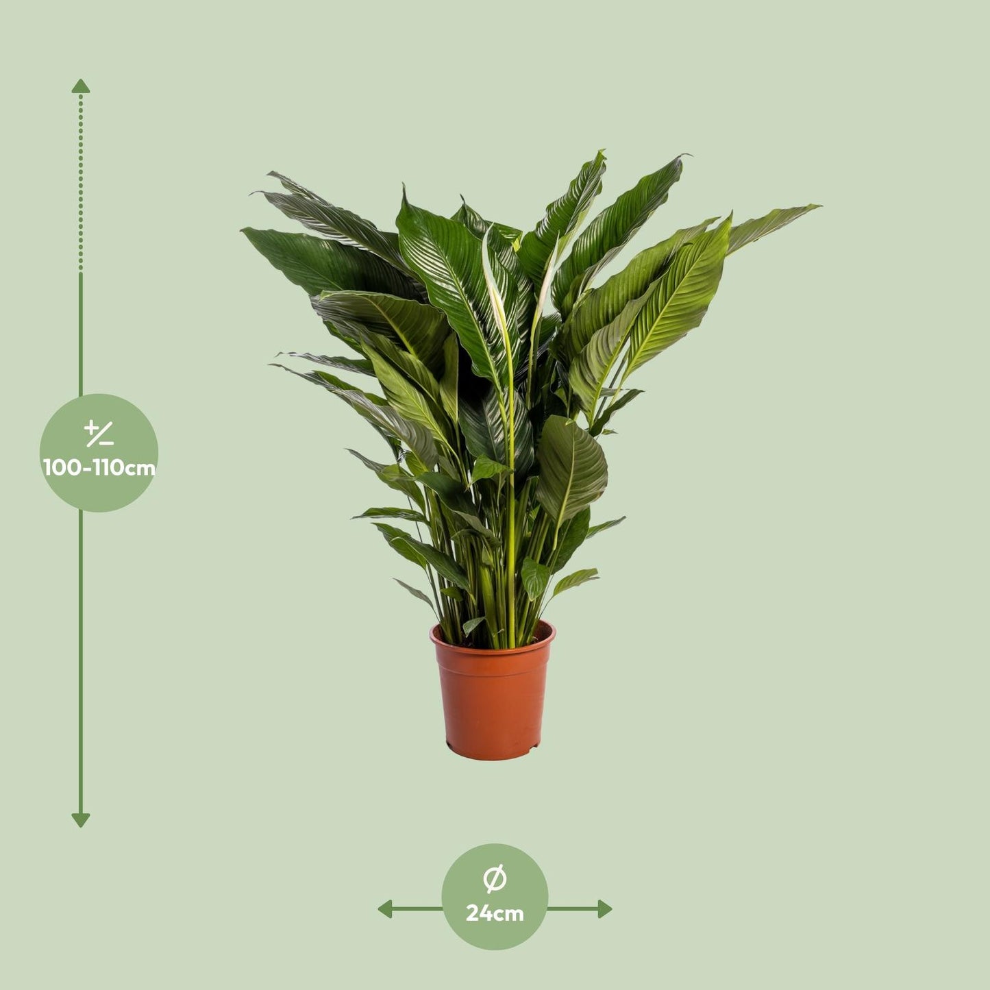 Spathiphyllum Sweet Sebastiano – Elegante Friedenslilie Ø24cm