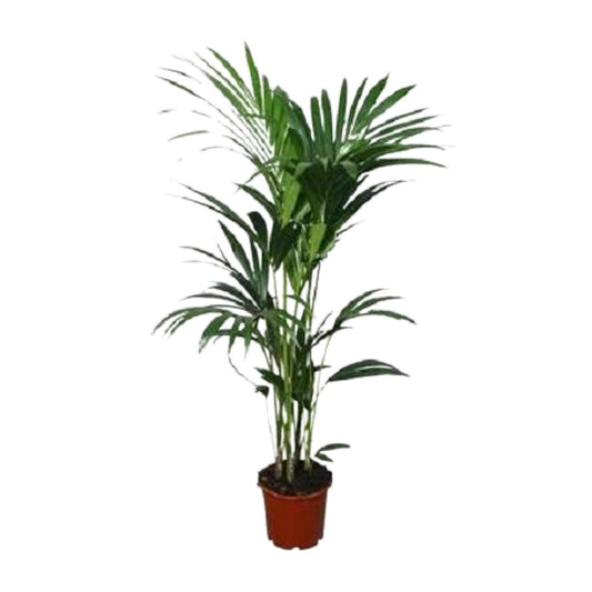 Howea forsteriana – Kentia-Palme Ø21cm Topf, ca. 120cm hoch