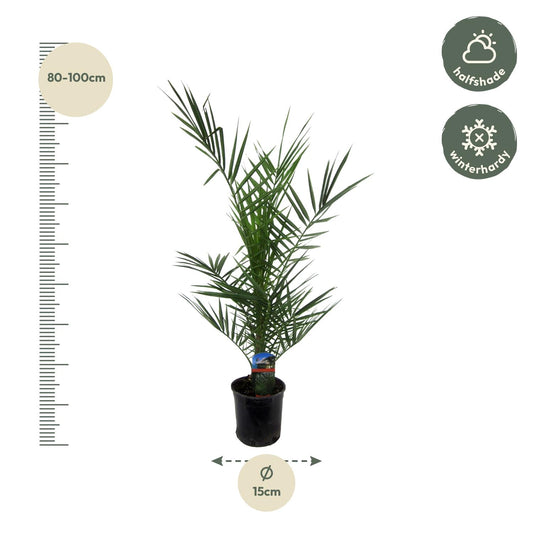 Phoenix Canariensis - Kanarische Dattelpalme 80 cm