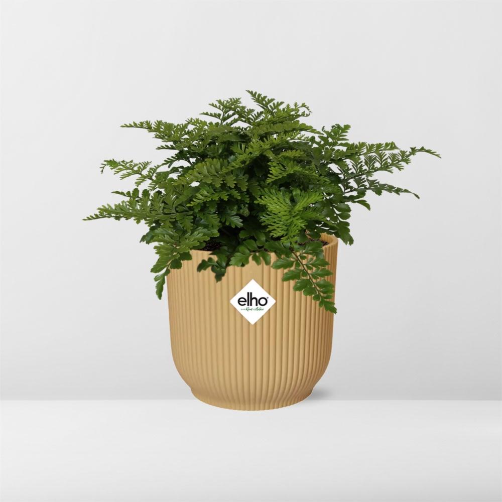 Asplenium Parvati – Pflegeleichte Zimmerpflanze im ELHO Vibes Fold Topf