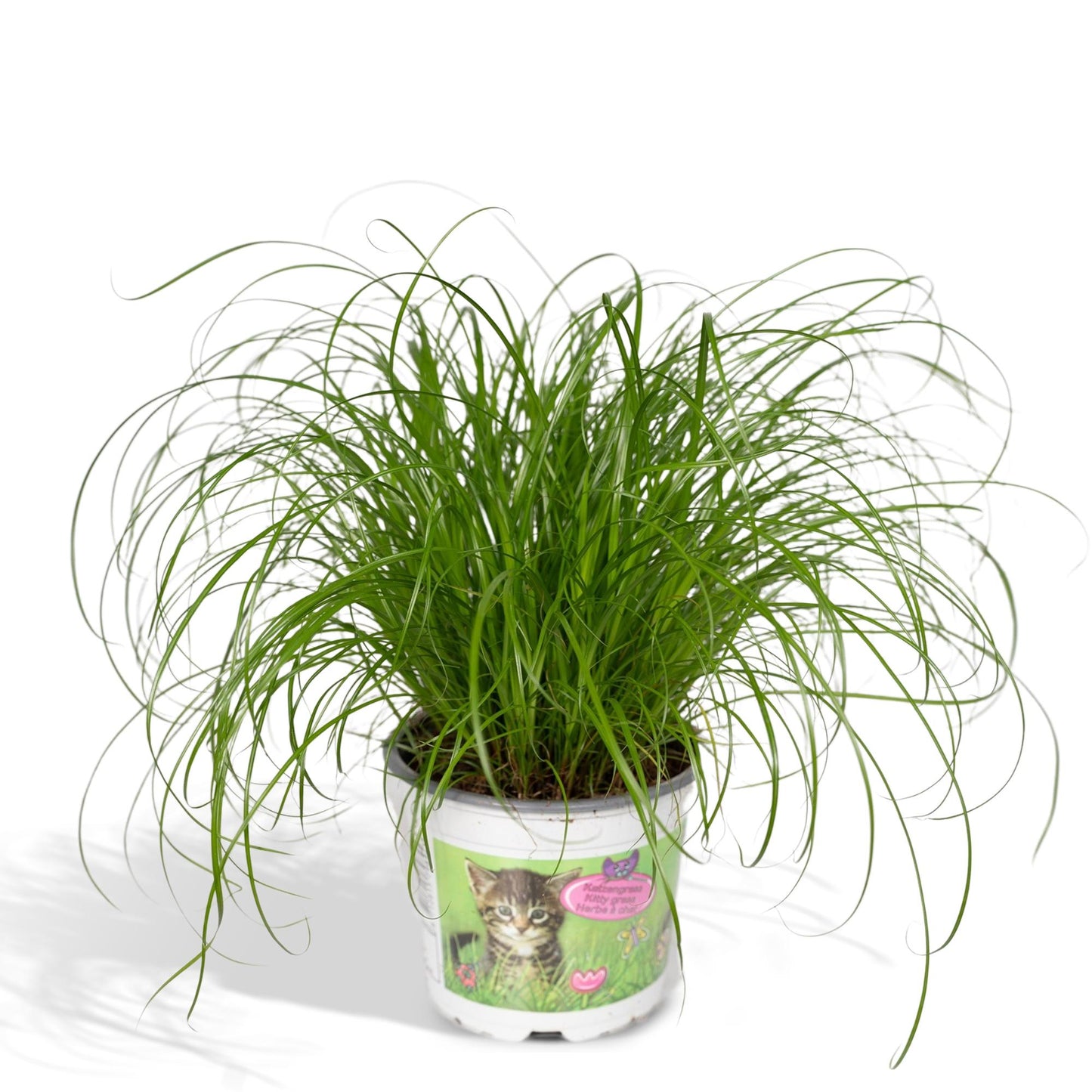 Cyperus Alternifolius – Katzengras Ø12cm, Höhe 20cm