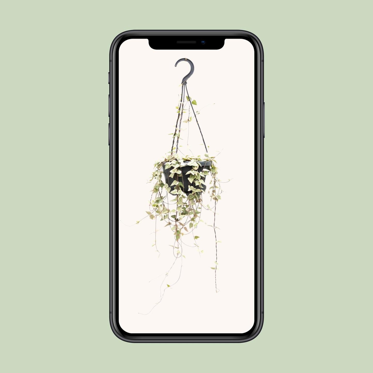 Ceropegia Woodii ssp. woodii – Herzchenpflanze Ø14cm, 50cm Höhe