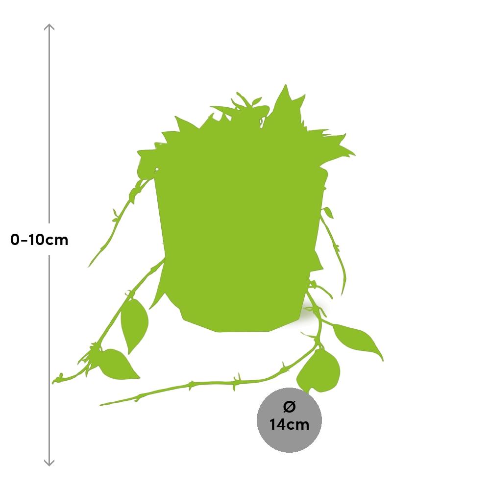 Hoya Krohniana Eskimo – Pflegeleichte Wachsblume im 14cm Topf
