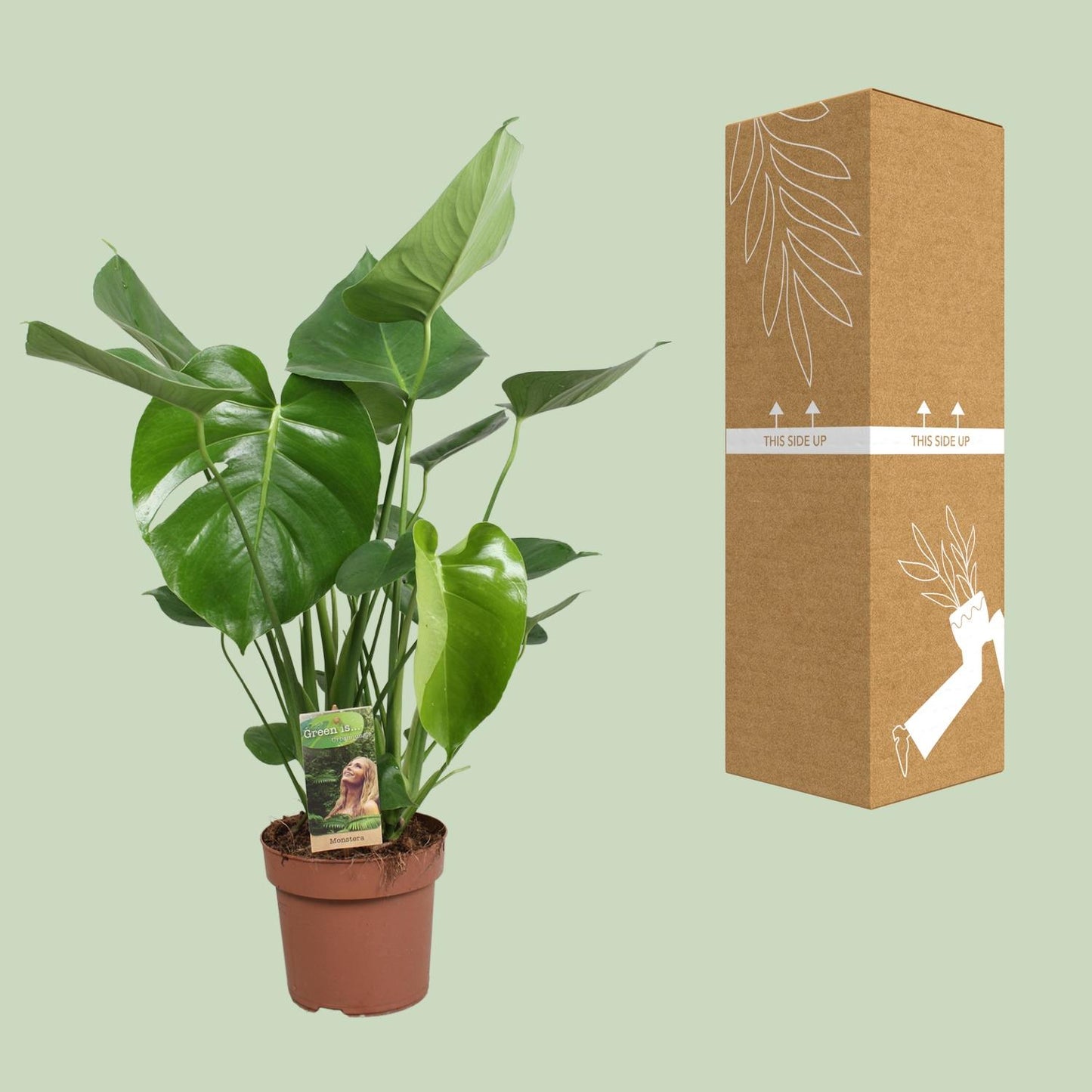 Monstera Deliciosa – Pflegeleichte Fensterblatt-Pflanze Ø17cm