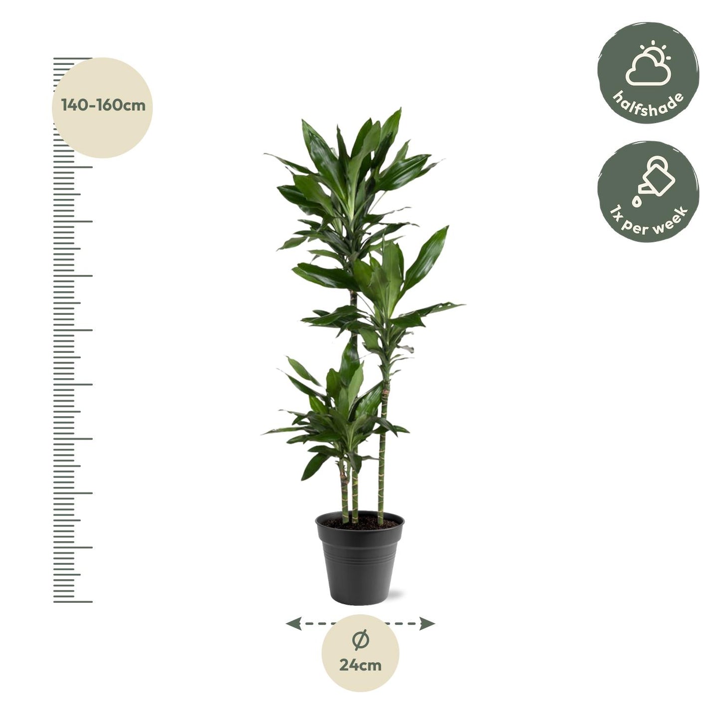 Dracaena Janet Lind – Elegante XXL Zimmerpflanze 150-160 cm