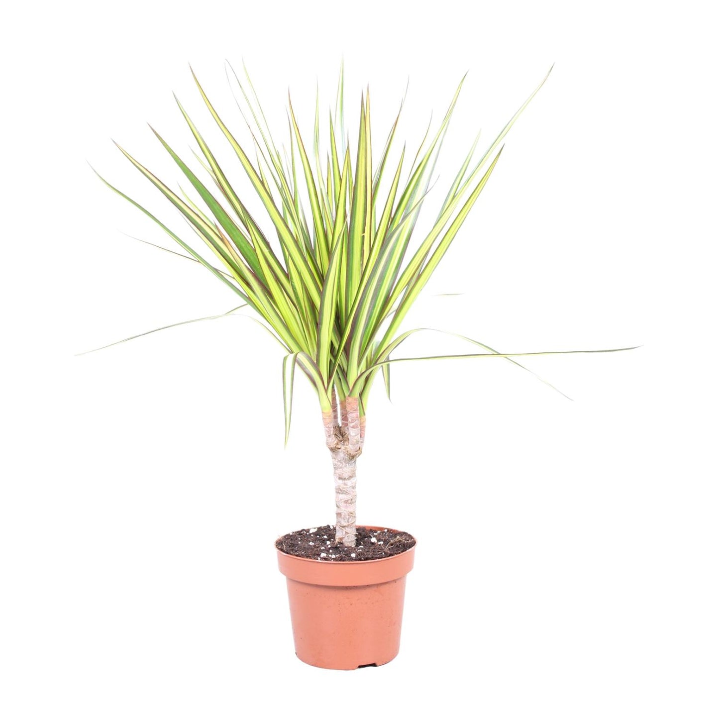 Dracaena Sunray - Drachenbaum Ø12cm, ca. 50cm hoch