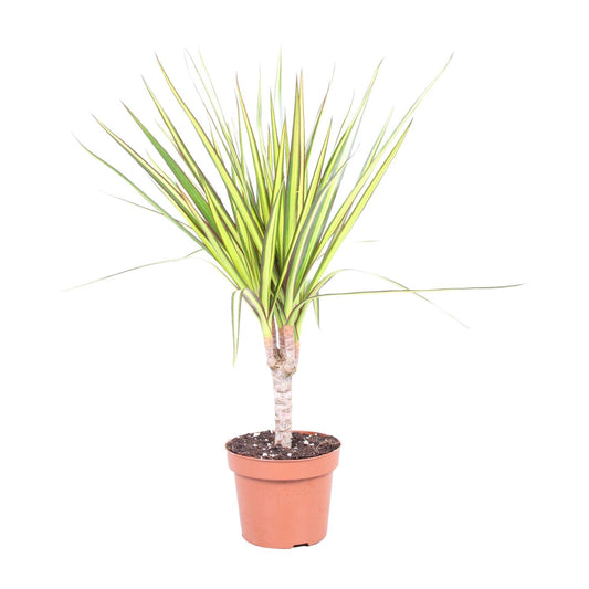 Dracaena Sunray - Drachenbaum Ø12cm, ca. 50cm hoch