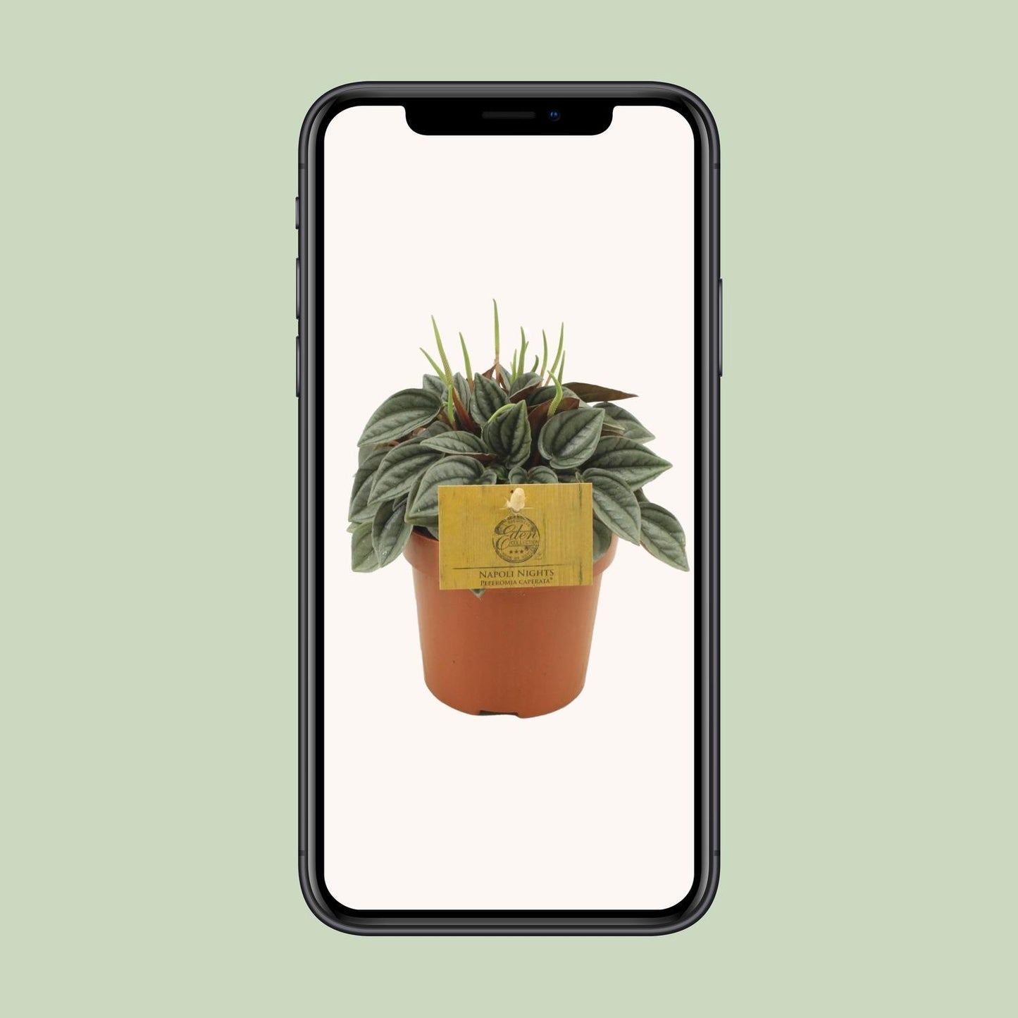 Peperomia Napoli Nights – Pflegeleichte Zimmerpflanze Ø10,5cm