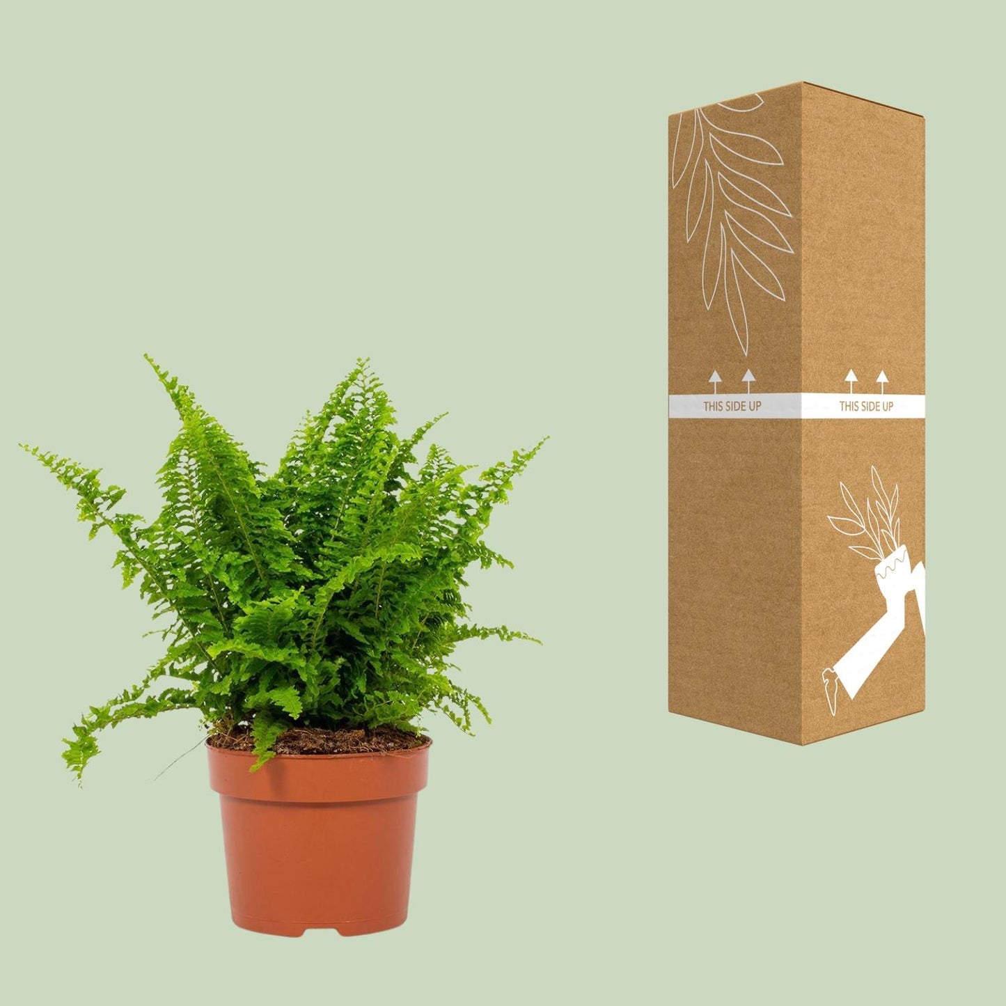 Bostonfarn Nephrolepis Vitale Ø12cm – Pflegeleicht & Luftreinigend