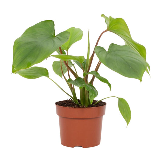 Homalomena Rubescens Maggy – Pflegeleichte Zimmerpflanze Ø12cm
