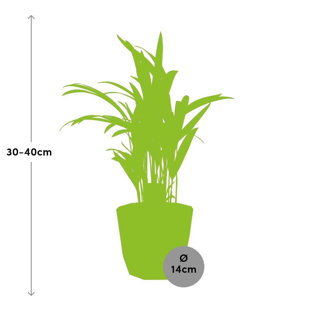 Dypsis Lutescens (Bambuspalme) 12cm in ELHO b.for rock 14 cm warm grey