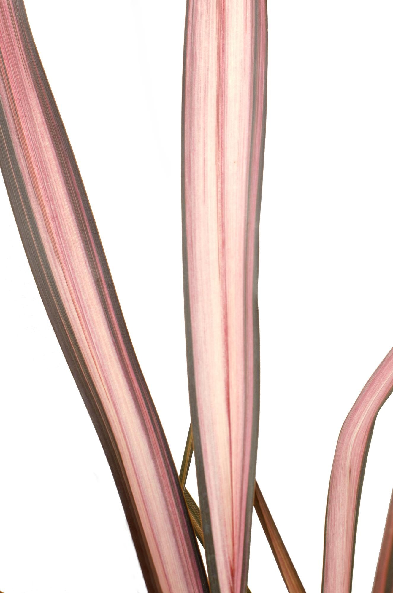 Phormium 'Pink Flamingo' – Farbstarker Immergrüner Strauch Ø14cm