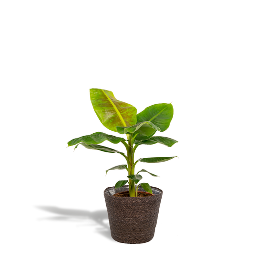 Musa Dwarf Cavendish – Tropische Bananenpflanze mit Korb Ø21cm