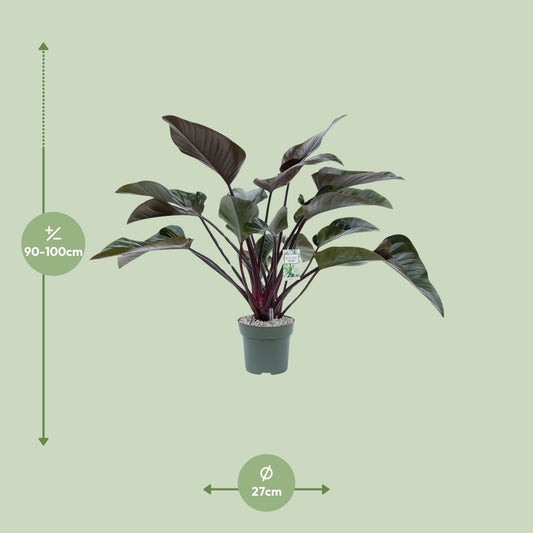 Philodendron Red Beauty – Pflegeleichte XXL-Zimmerpflanze